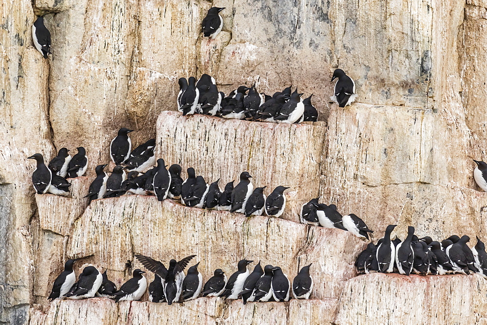 Brunnich's Guillemot (Uria lomvia), nesting cliffs at Cape Fanshawe, Spitsbergen, Svalbard, Arctic, Norway, Europe