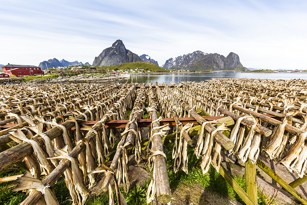 Split cod fish drying in the sun on wooden racks in the town of Reine, Lofoten Islands, Arctic, Norway, Scandinavia, Europe