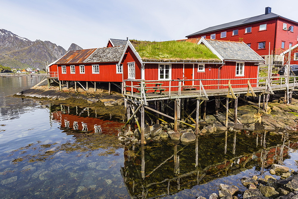 Sod roofed houses in the town of Reine, in the Lofoten Islands, Arctic, Norway, Scandinavia, Europe