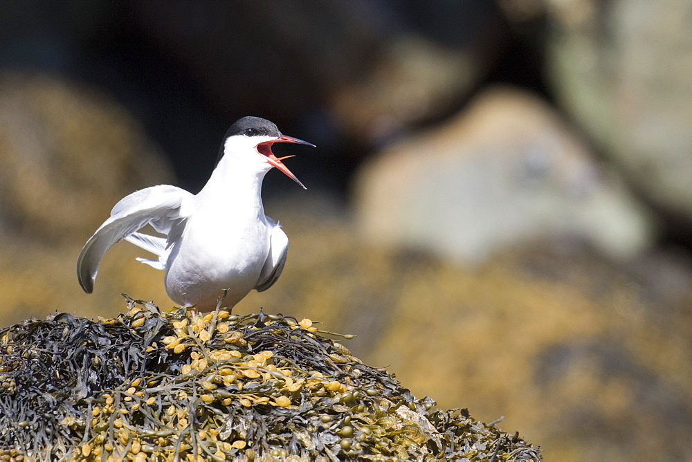 Adult common tern (Sterna hirundo hirundo), Nordfjord, Melfjord, Norway, Scandinavia, Europe