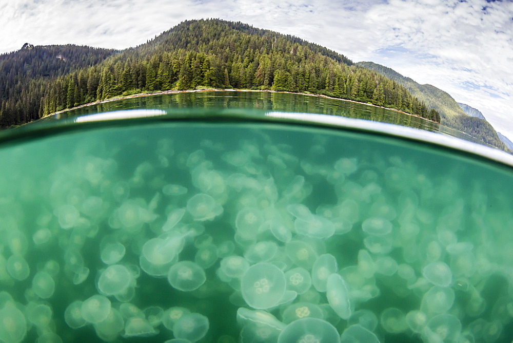 Blooming moon jellyfish (Aurelia aurita), Pond Island in Kelp Bay, Baranof Island, southeast Alaska, United States of America, North America