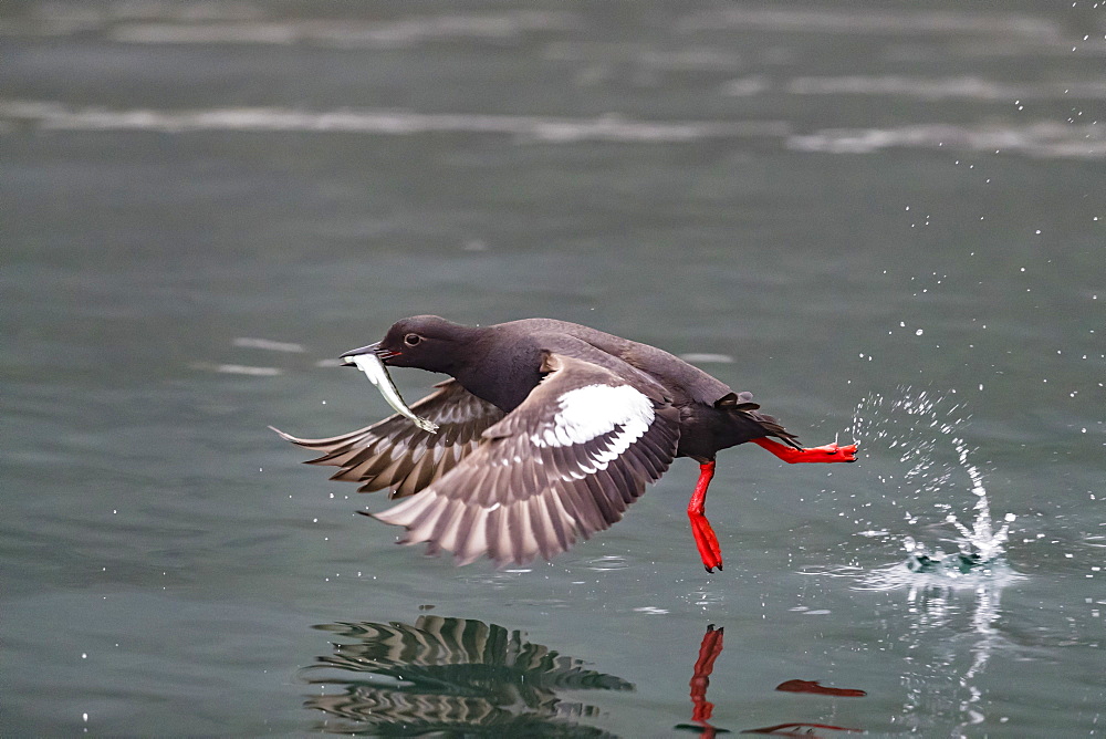 An adult pigeon guillemot (Cepphus columba), with captured fish in Inian Pass, Cross Sound, Alaska, United States of America, North America