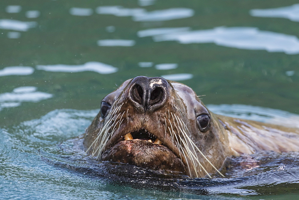 Curious adult bull Steller sea lion (Eumetopias jubatus), Inian Islands, Southeast Alaska, United States of America, North America