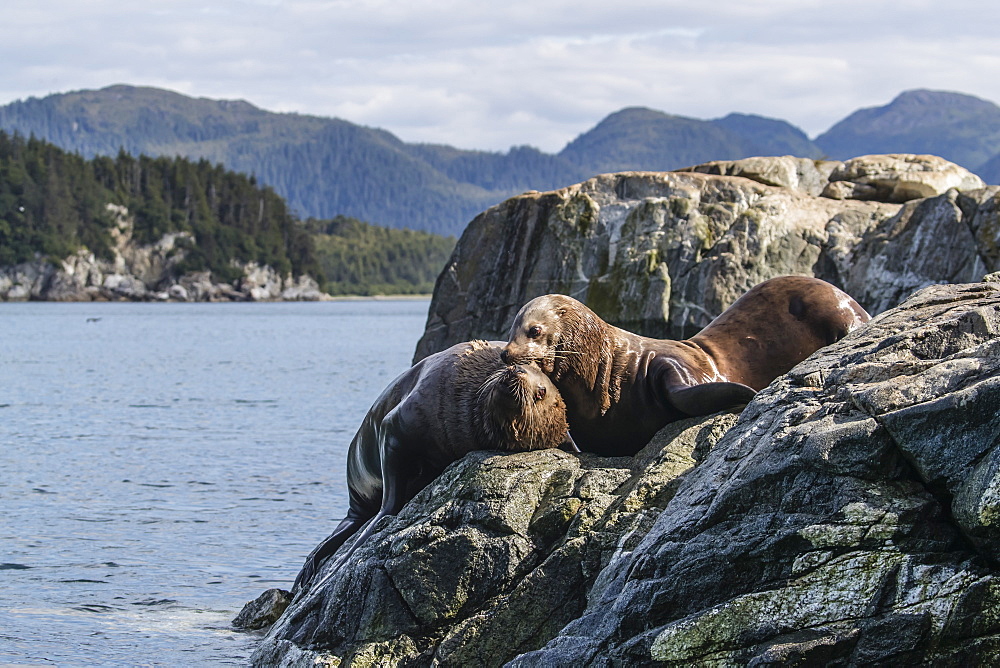 Adult bull Steller sea lions (Eumetopias jubatus), mock fighting, Inian Islands, Alaska, United States of America, North America