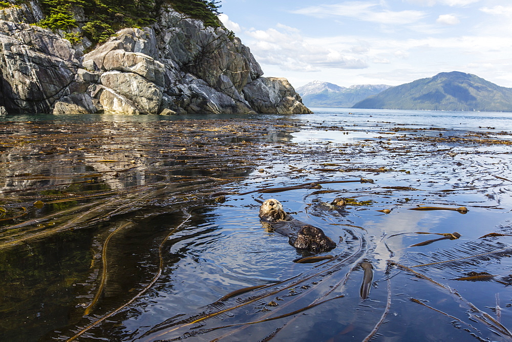 Adult sea otter (Enhydra lutris kenyoni) cleaning its fur in kelp in the Inian Islands, Southeast Alaska, United States of America, North America