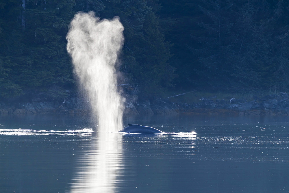 Humpback whale (Megaptera novaeangliae) surfacing near Chichigof Island, southeast Alaska, United States of America, North America