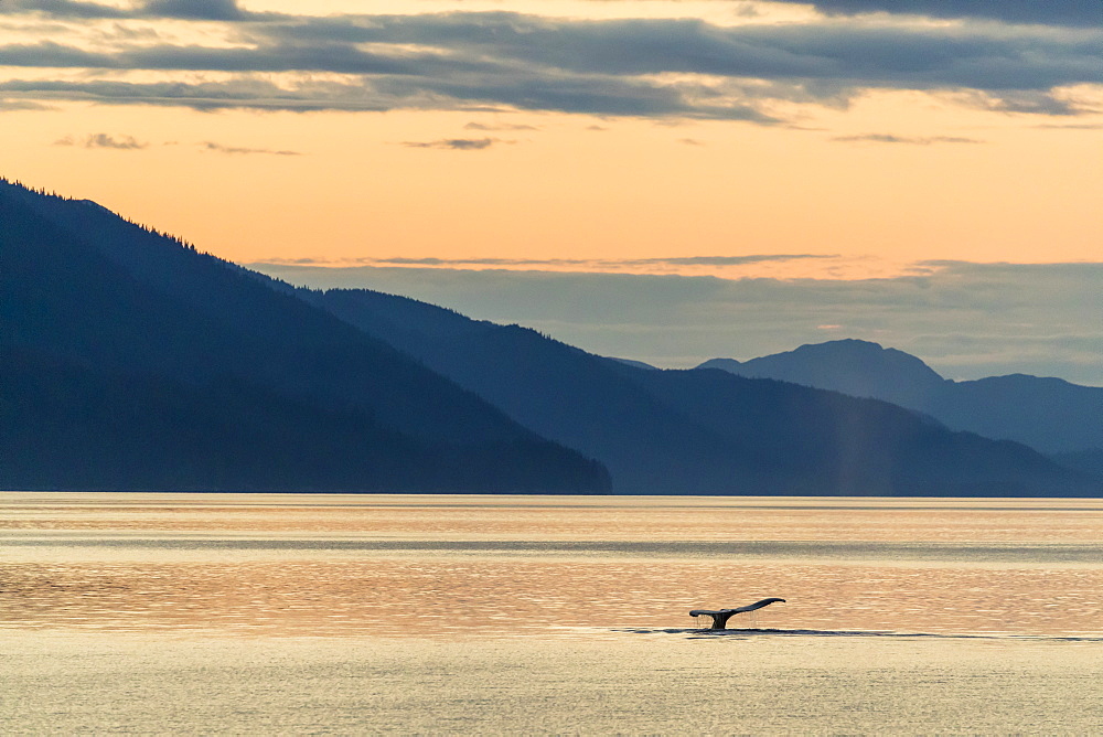 Humpback whale (Megaptera novaeangliae), flukes-up dive at sunset near Chichigof Island, southeast Alaska, United States of America, North America