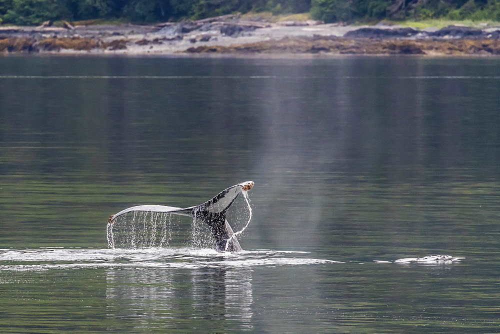 Humpback whale (Megaptera novaeangliae), flukes-up dive in Frederick Sound, southeast Alaska, United States of America, North America