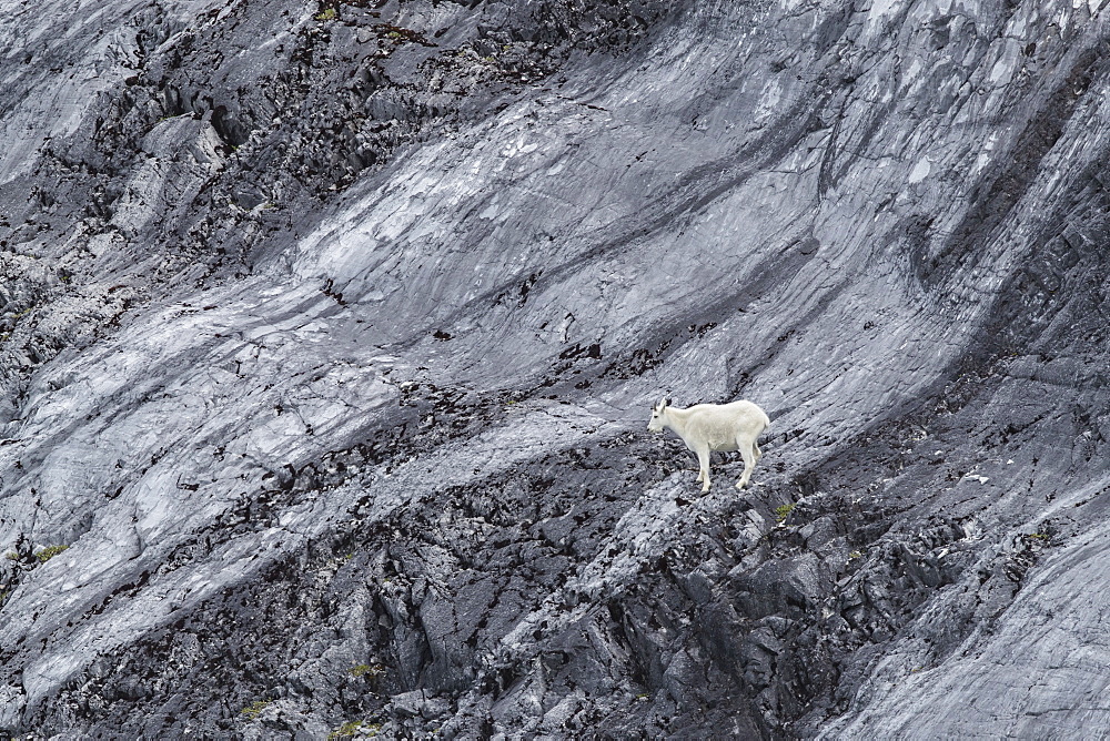 An adult mountain goat (Oreamnos americanus), at Gloomy Knob in Glacier Bay National Park, Southeast Alaska, United States of America, North America