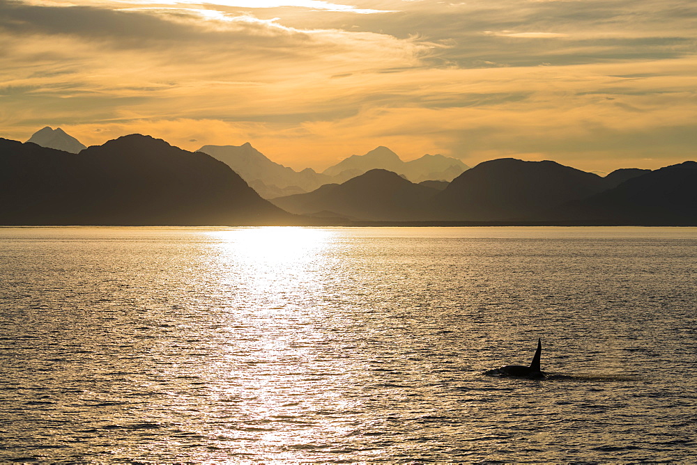 Adult bull killer whale (Orcinus orca) surfacing at sunset near Point Adolphus, Icy Strait, Southeast Alaska, United States of America, North America