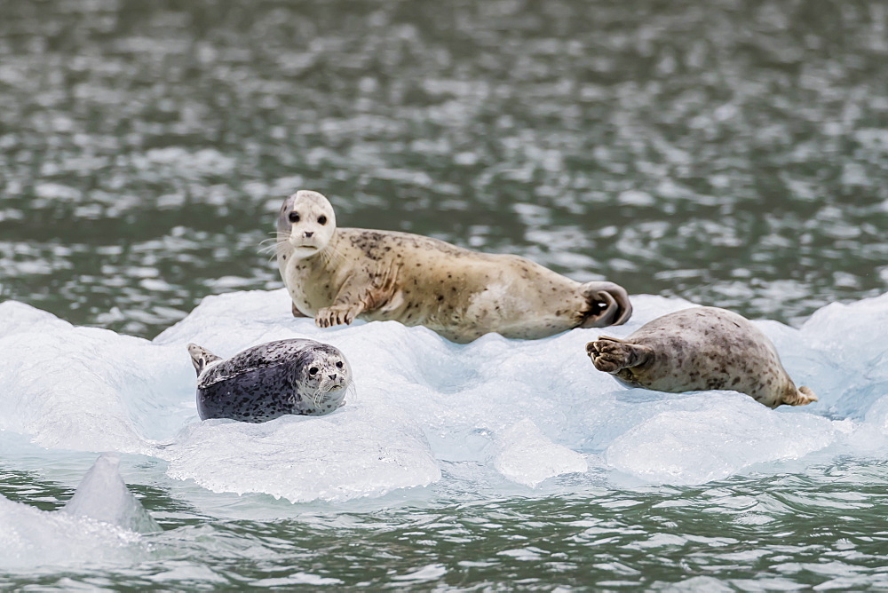 Harbor seals (Phoca vitulina), on ice in front of Dawes Glacier, Endicott Arm, southeast Alaska, United States of America, North America