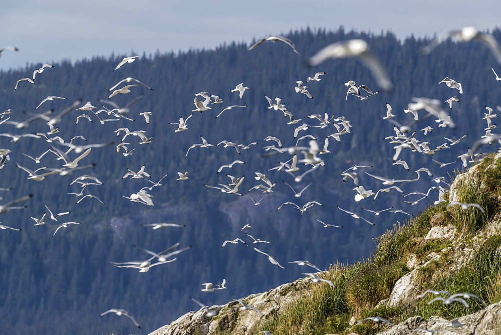 Adult black-legged kittiwakes (Rissa tridactyla), South Marble Islands, Glacier Bay National Park, Alaska, United States of America, North America