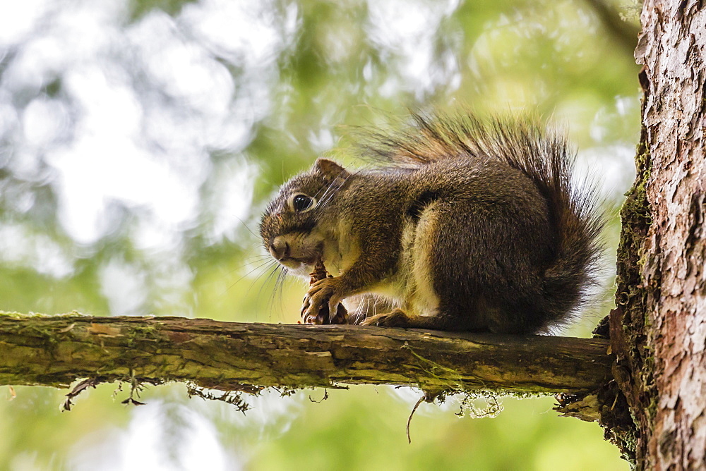 An adult American red squirrel (Tamiasciurus hudsonicus), on Chichagof Island, Alaska, United States of America, North America