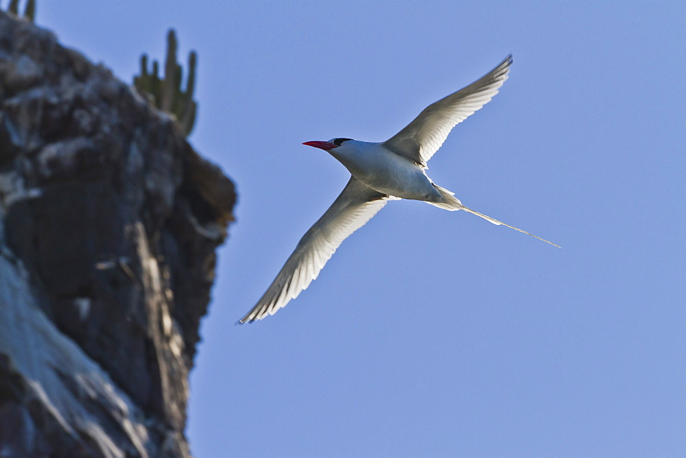 Adult red-billed tropicbird (Phaethon aethereus), Isla San Pedro Martir, Gulf of California (Sea of Cortez), Baja California, Mexico, North America