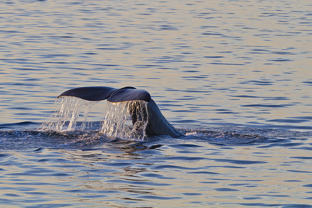 Sperm whale (Physeter macrocephalus) flukes up dive, Isla San Pedro Martir, Gulf of California (Sea of Cortez), Baja California Norte, Mexico, North America