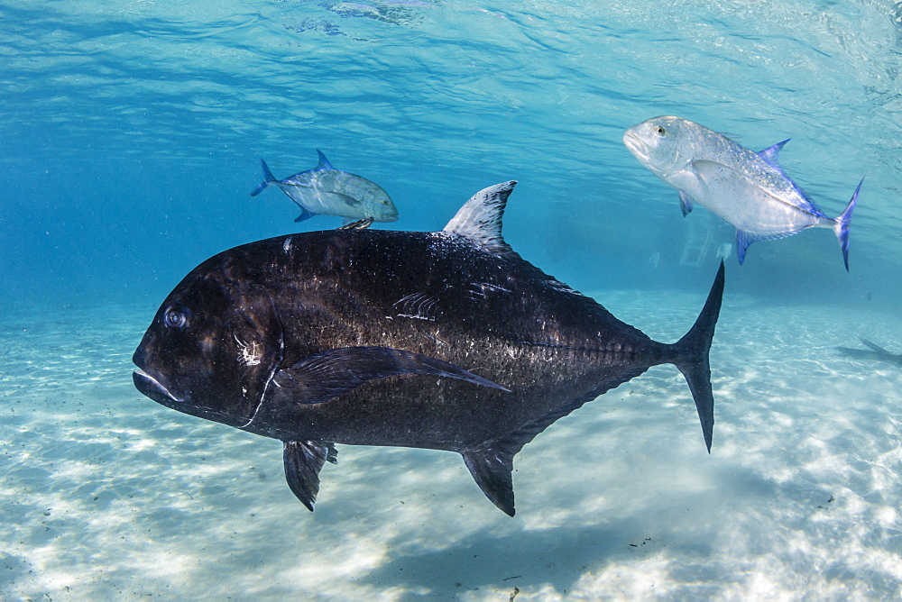 Giant trevally (Caranx ignobilis), at One Foot Island, Aitutaki, Cook Islands, South Pacific Islands, Pacific