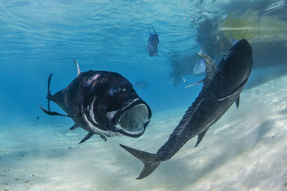 Giant trevally (Caranx ignobilis), at One Foot Island, Aitutaki, Cook Islands, South Pacific Islands, Pacific