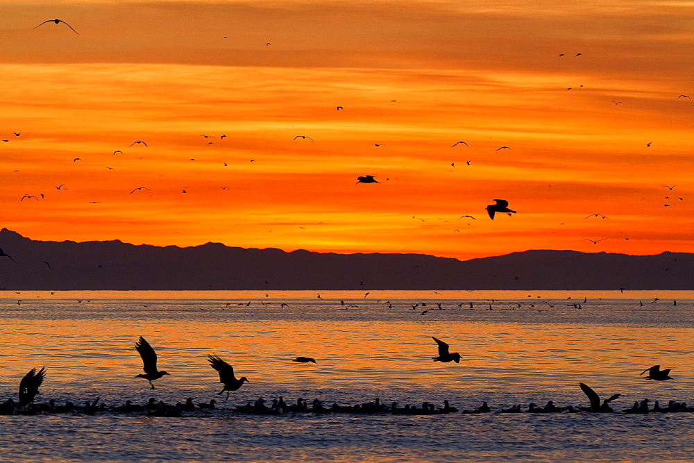 Sunrise, Isla Rasa, Gulf of California (Sea of Cortez), Baja California, Mexico, North America