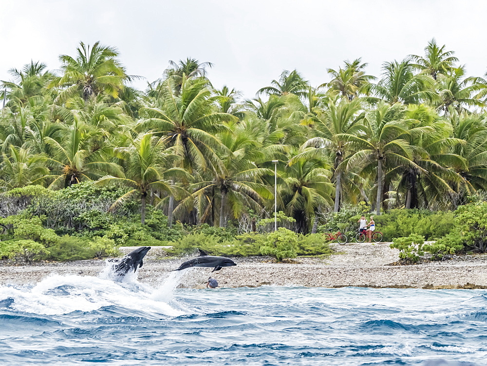 Adult common bottlenose dolphins (Tursiops truncatus) leaping near shore, Rangiroa, Tuamotus, French Polynesia, South Pacific, Pacific