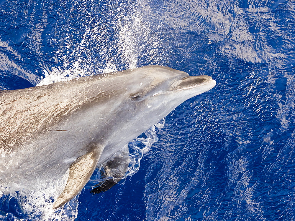 Adult bottlenose dolphin (Tursiops truncatus) leaping in Roroia, Tuamotus, French Polynesia, South Pacific, Pacific