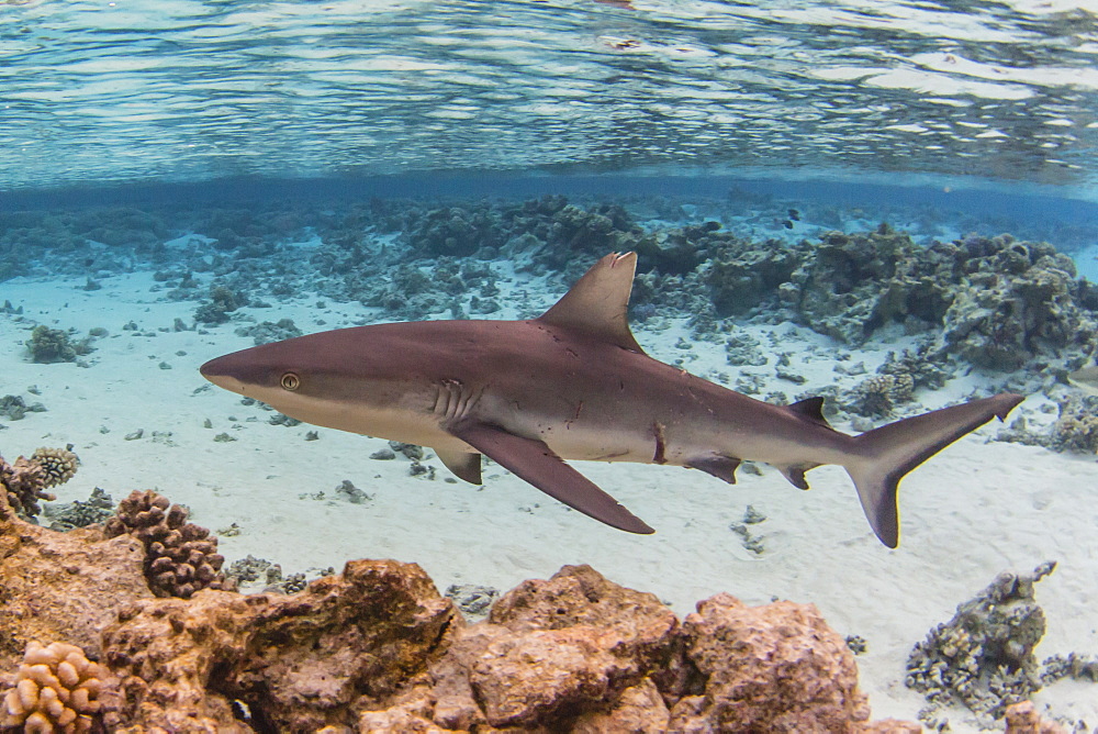 Adult grey reef shark (Carcharhinus amblyrhynchos) in Tumakohua Pass, Fakarava, French Polynesia, South Pacific, Pacific