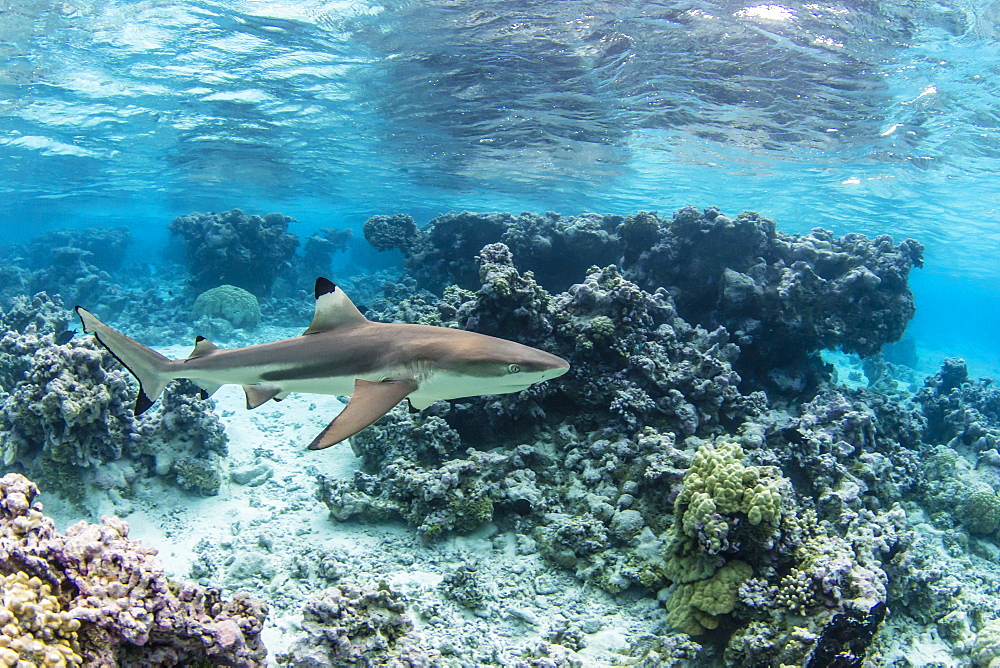 Adult blacktip reef shark (Carcharhinus melanopterus) underwater at Toau, Tuamotus, French Polynesia, South Pacific, Pacific