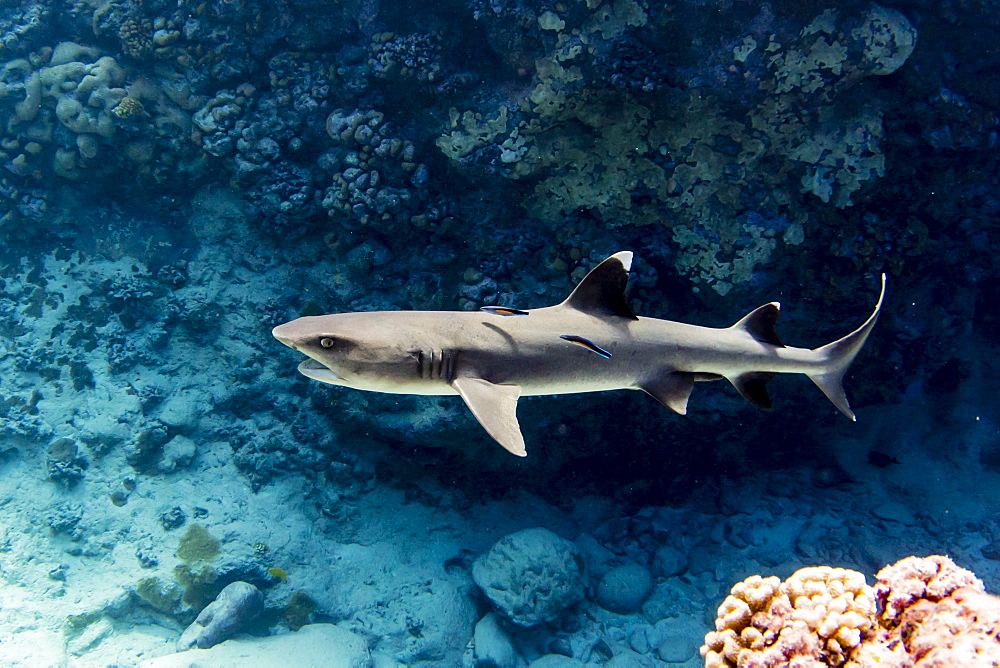 Adult whitetip reef shark (Triaenodon obesus) with cleaner wrasse, Roroia, Tuamotus, French Polynesia, South Pacific, Pacific