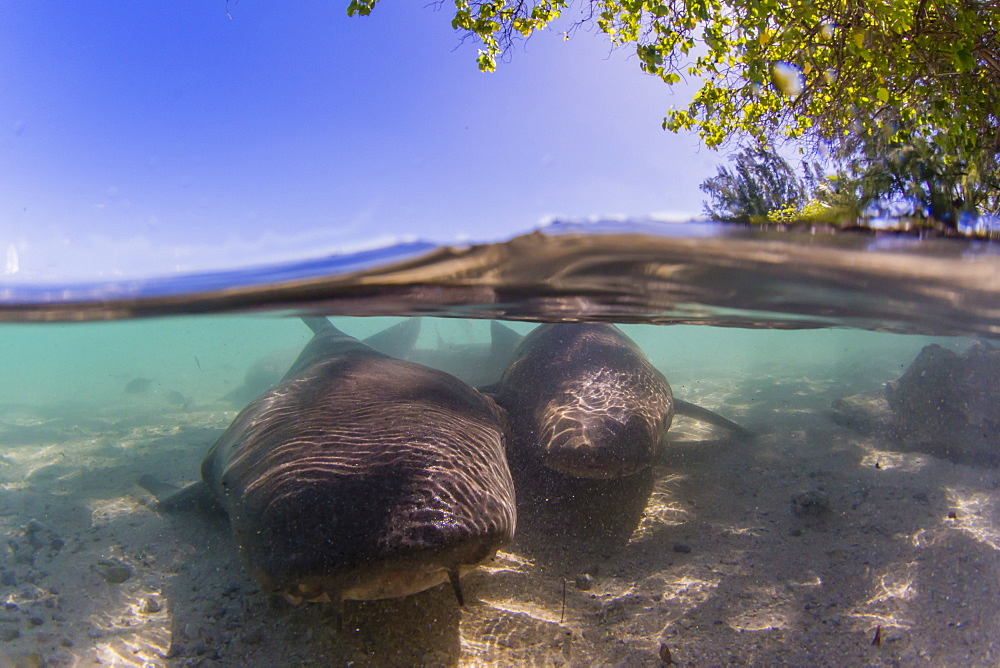 Adult tawny nurse sharks (Nebrius ferrugineus) in the town of Rotoava, Fakarava, French Polynesia, South Pacific, Pacific