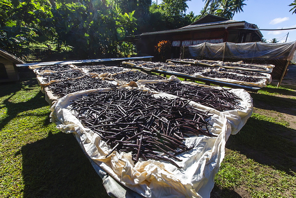 Vanilla beans from the Vallee de la Vanille plantation drying in the sun on Taha'a, Society Islands, French Polynesia, South Pacific, Pacific