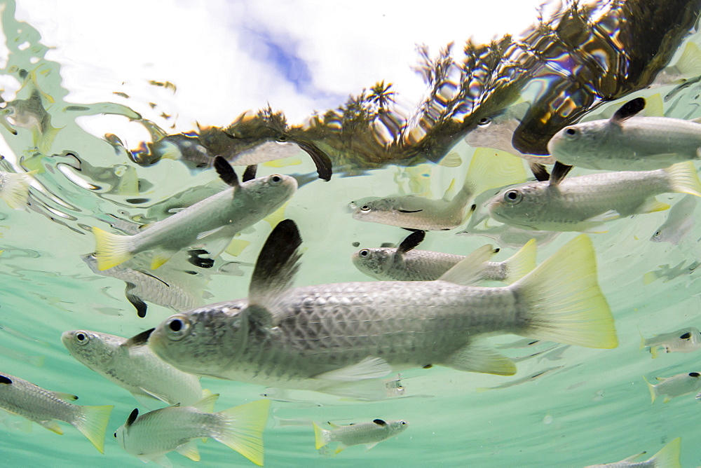 Schooling mullets off a tiny motu in the inner lagoon of Bora Bora, Society Islands, French Polynesia, South Pacific, Pacific