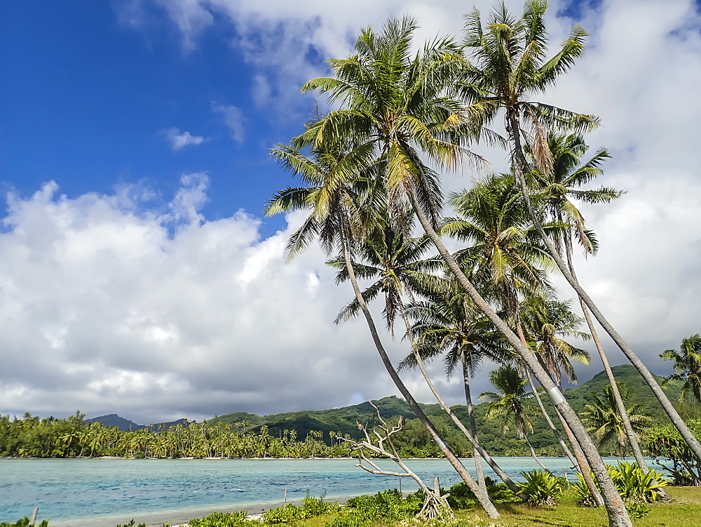 Palm lined inner lagoon of Bora Bora, Society Islands, French Polynesia, South Pacific, Pacific