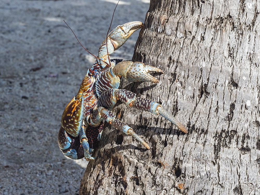 Adult coconut crab (Birgus latro) in the town of Tapana, Niau Atoll, Tuamotus, French Polynesia, South Pacific, Pacific