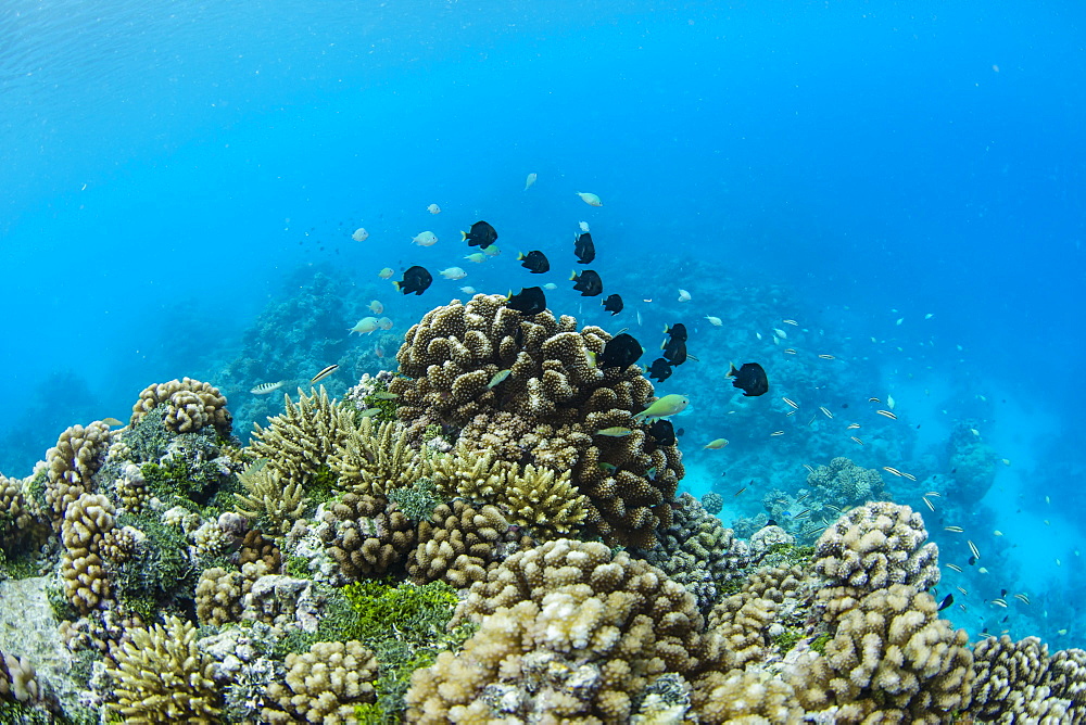 Underwater image of the inner lagoon of Apataki coral atoll, Palliser Islands, Tuamotus, French Polynesia, South Pacific, Pacific