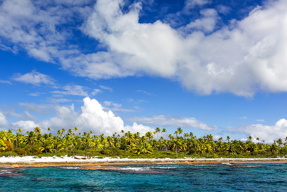 Palm trees line the beach along the shoreline of Niau Atoll, Tuamotus, French Polynesia, South Pacific, Pacific