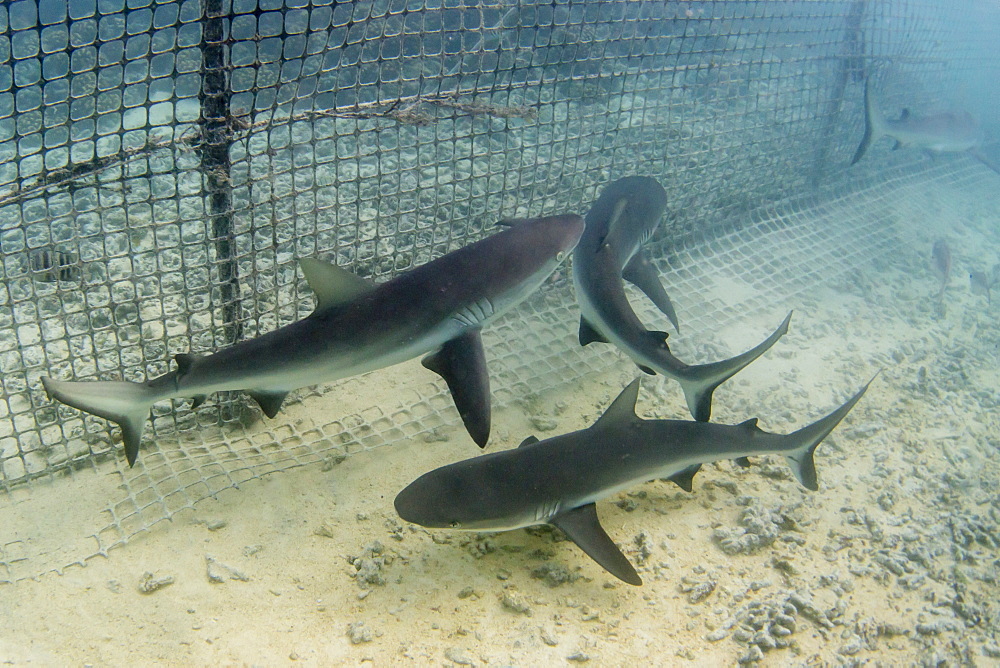 Grey reef sharks (Carcharhinus amblyrhynchos) caught in fish trap, Takume Atoll, Tuamotus, French Polynesia, South Pacific, Pacific