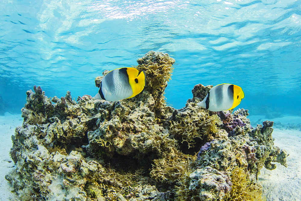 Colorful reef fish in the inner lagoon at Toau Atoll, Tuamotus, French Polynesia, South Pacific, Pacific