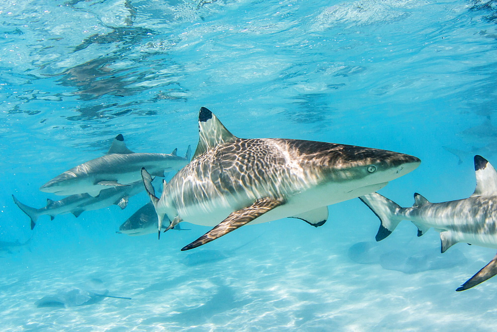 Blacktip reef sharks (Carcharhinus melanopterus) cruising the shallow waters of Moorea, Society Islands, French Polynesia, South Pacific, Pacific