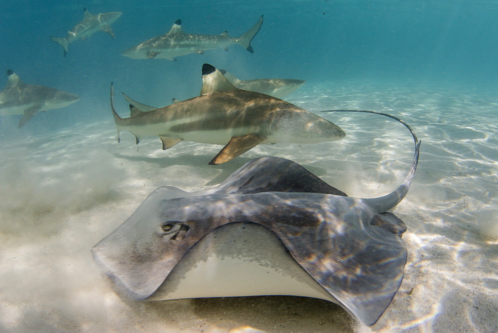 Blacktip reef sharks (Carcharhinus melanopterus) cruising the shallow waters of Moorea, Society Islands, French Polynesia, South Pacific, Pacific