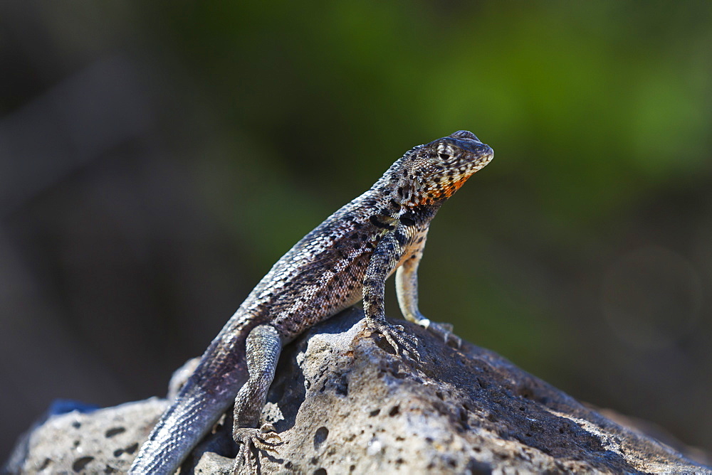 Lava lizard (Microlophus spp), Santa Cruz Island, Galapagos Islands, UNESCO World Heritage Site, Ecuador, South America