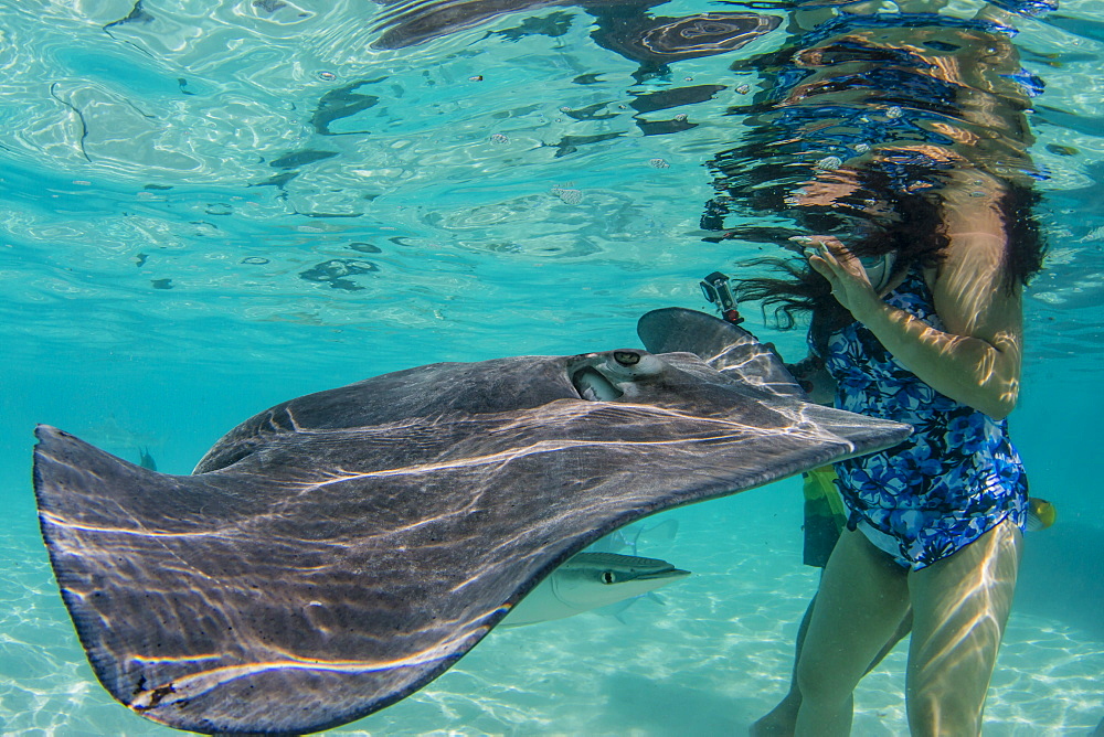 Giant stingray (Dasyatis spp) cruising with tourists in the shallow waters of Stingray City, Society Islands, French Polynesia, South Pacific, Pacific