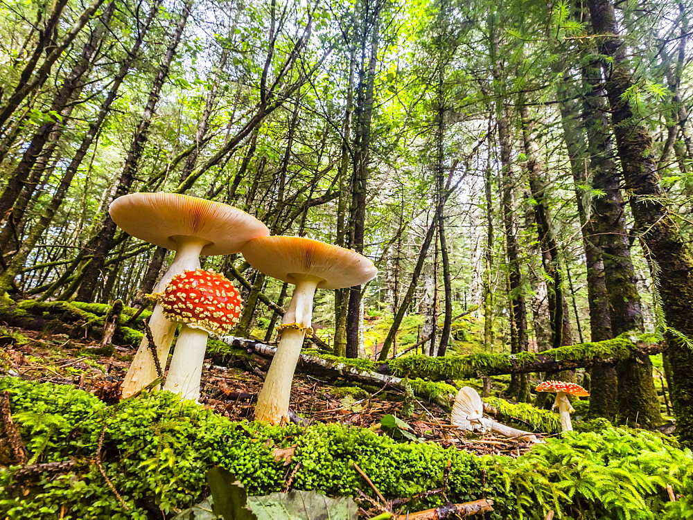 The toadstool mushroom fly agaric, Amanita muscaria, George Island, Cross Sound, Southeast Alaska, United States of America