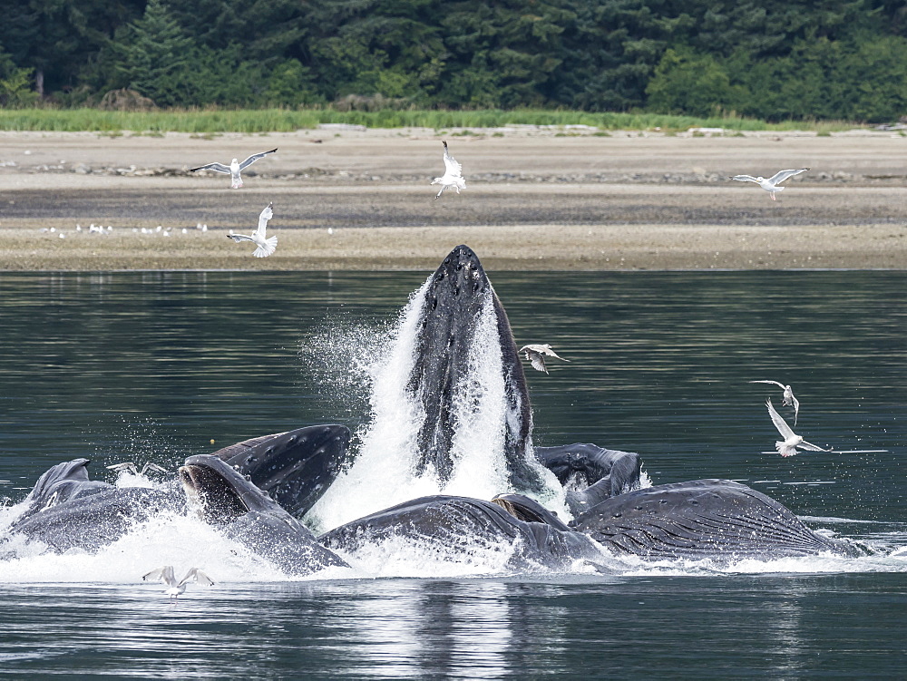 Humpback whales, Megaptera novaeangliae, cooperatively bubble-net feeding in Chatham Strait, Alaska, United States of America