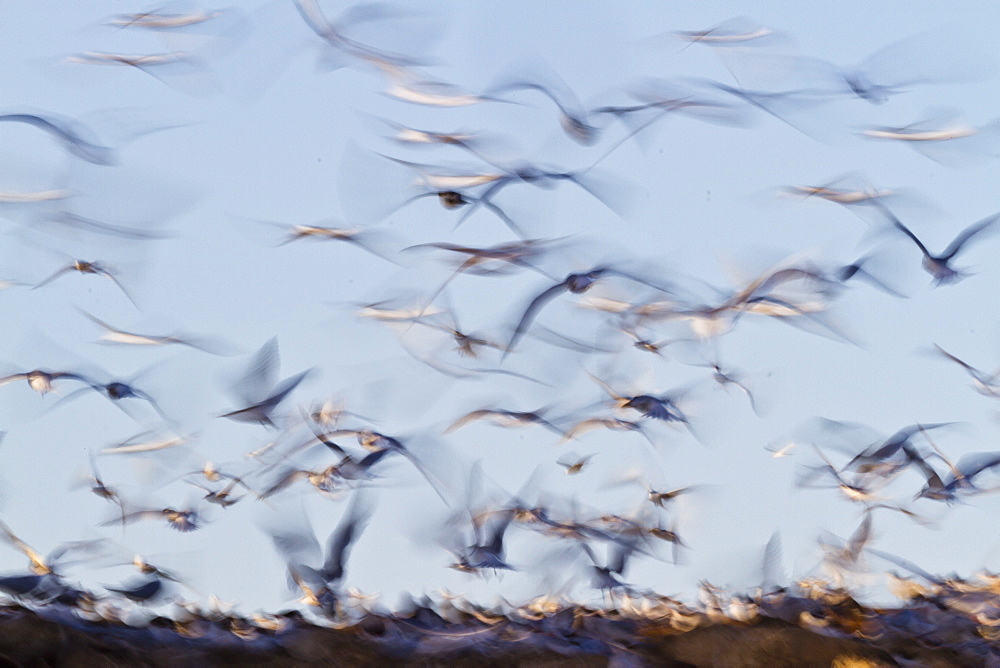 Elegant tern (Thalasseus elegans) colony, Isla Rasa, Gulf of California (Sea of Cortez), Baja California, Mexico, North America