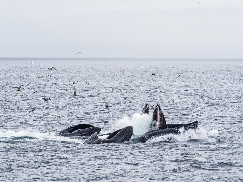 Humpback whales, Megaptera novaeangliae, cooperatively bubble-net feeding in Chatham Strait, Alaska, United States of America