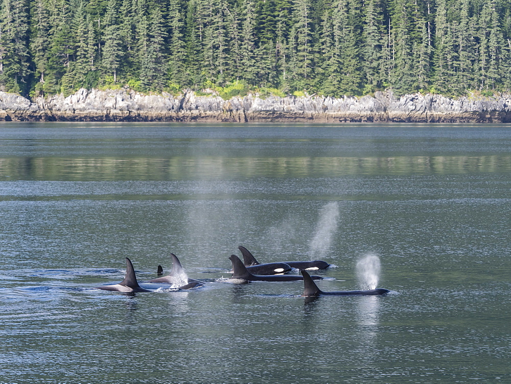 Resident killer whale pod, Orcinus orca, surfacing in Chatham Strait, Southeast Alaska, United States of America