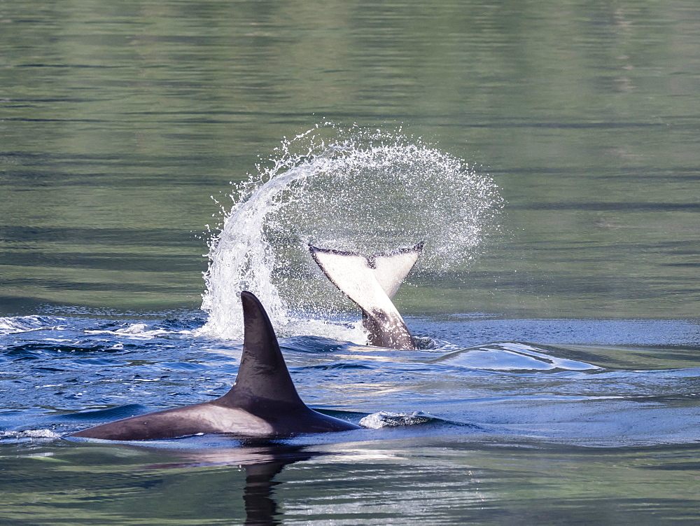 Resident killer whale, Orcinus orca, tail throw in Chatham Strait, Southeast Alaska, United States of America