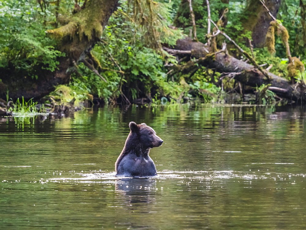 Adult brown bear, Ursus arctos, looking for salmon at Lake Eva, Baranof Island, Southeast Alaska, United States of America