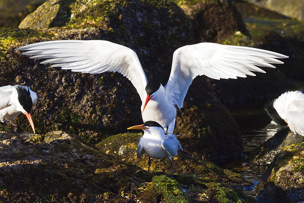 Elegant terns (Thalasseus elegans) mating, Isla Rasa, Gulf of alifornia (Sea of Cortez), Baja California, Mexico, North America