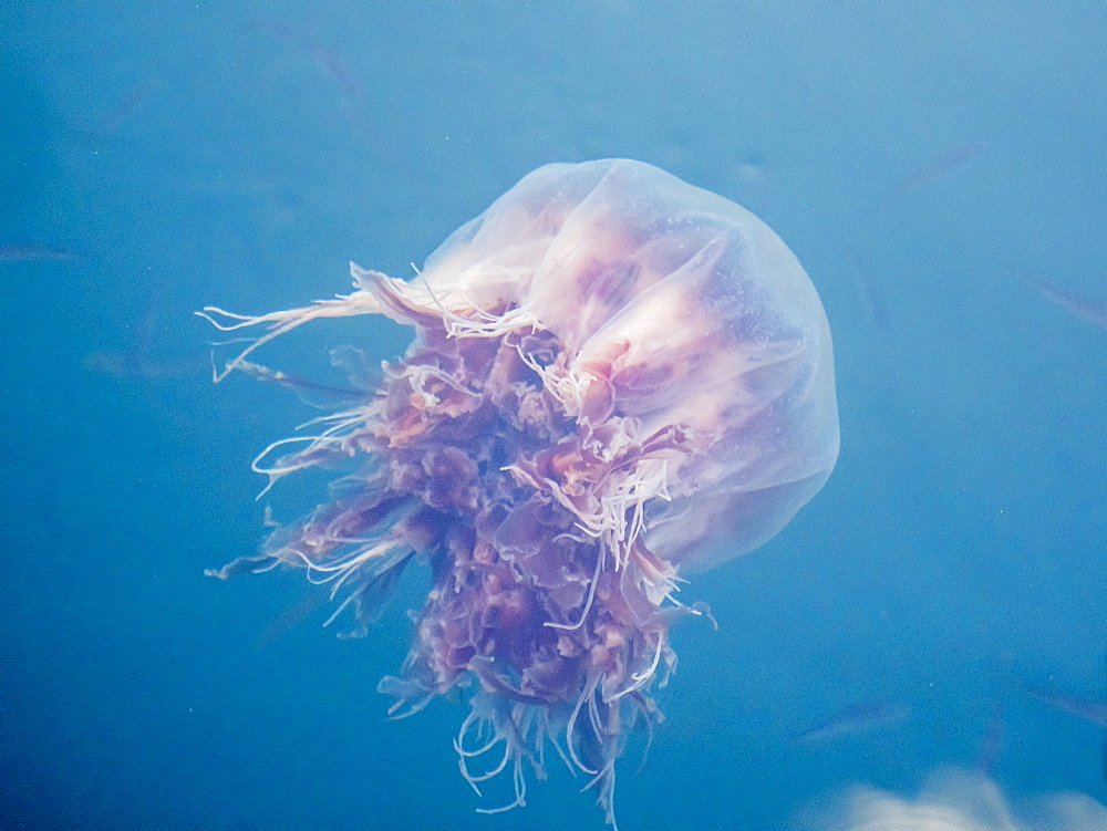 Lion's mane jellyfish, Cyanea capillata, is the largest known species of jellyfish. Petersburg, Southeast Alaska, United States of America