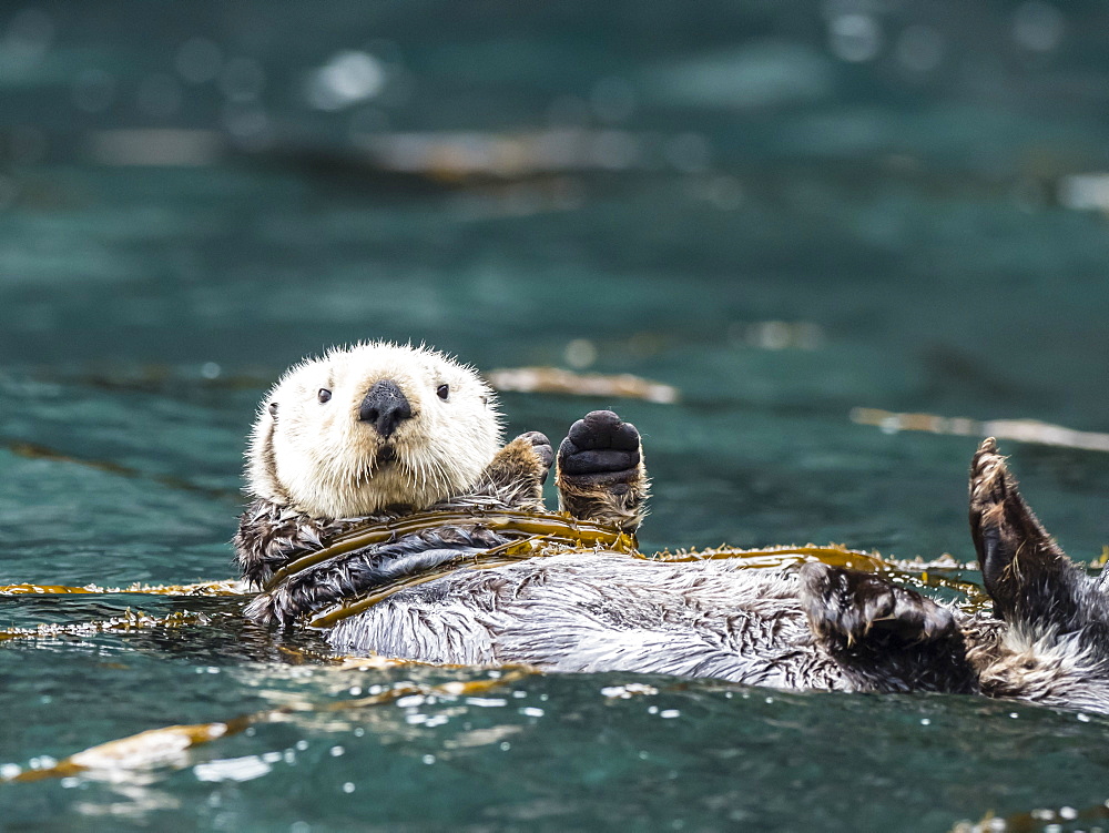 A rafting sea otter, Enhydra lutris, grooming its fur in kelp in the Inian Islands, Southeast Alaska, United States of America